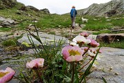 29 Ranuncolo glaciale (Ranunculus glacialis)